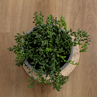 Finyl Premium Planks Mont Denise